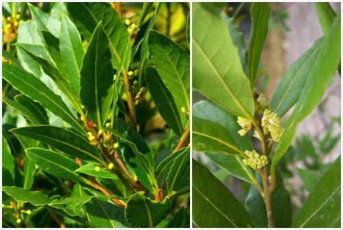 Лавровый лист выращивание в домашних условиях. Как правильно выращивать лавровый лист в домашних условиях