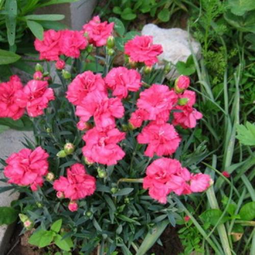 Как вырастить многолетнюю гвоздику. Описание 01