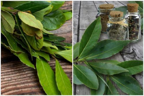 Лавровый лист выращивание в домашних условиях. Как правильно выращивать лавровый лист в домашних условиях