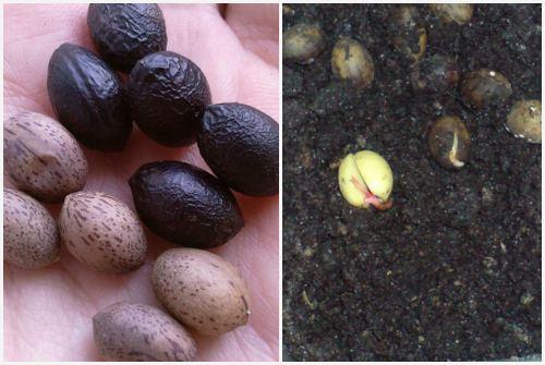 Лавровый лист выращивание в домашних условиях. Как правильно выращивать лавровый лист в домашних условиях