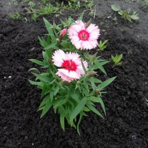 Как вырастить многолетнюю гвоздику. Описание 03