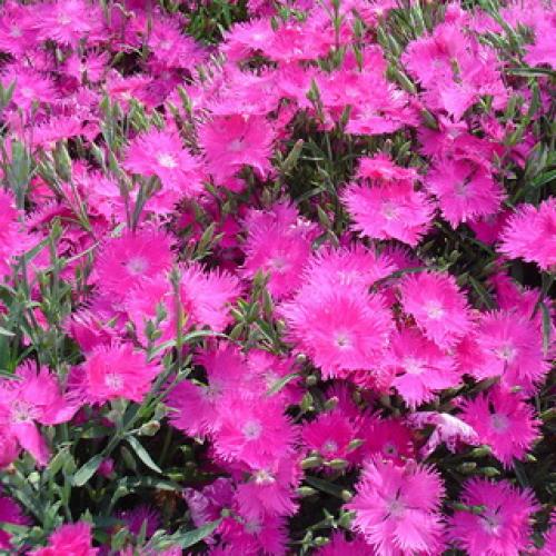 Как вырастить многолетнюю гвоздику. Описание 05