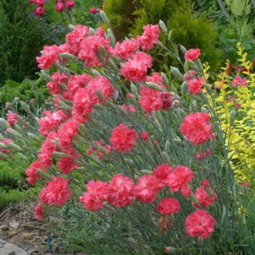 Как вырастить многолетнюю гвоздику. Описание 06