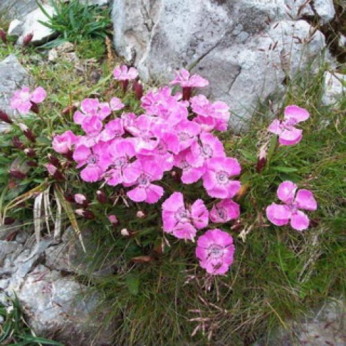 Как вырастить многолетнюю гвоздику. Описание 08