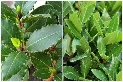 Лавровый лист выращивание в домашних условиях. Как правильно выращивать лавровый лист в домашних условиях