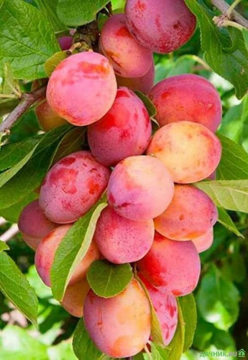 Алыча десертная ранняя описание. 30 самых лучших сортов алычи для посадки на дачном участке