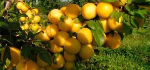 Алыча чук. История селекции