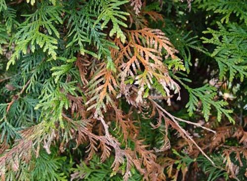 Какие средства можно использовать для лечения ржавчины на туе. Какие болезни поражают туи?