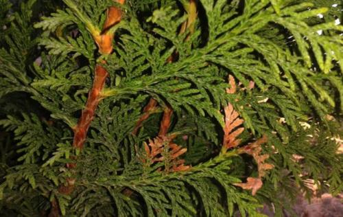 Можно ли самостоятельно избавиться от ржавчины на туе