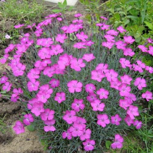 Деление куста садовой многолетней гвоздики 11