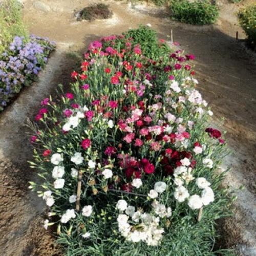 Деление куста садовой многолетней гвоздики 02