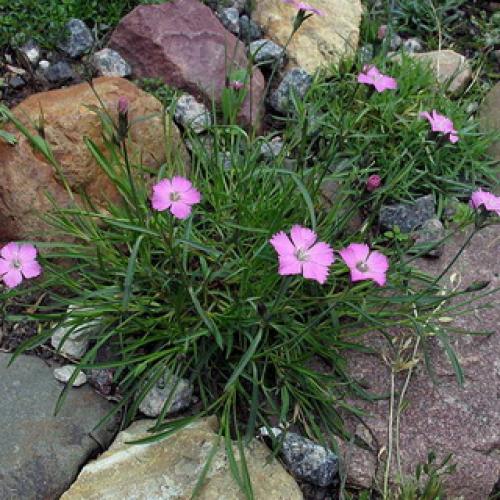 Деление куста садовой многолетней гвоздики 09