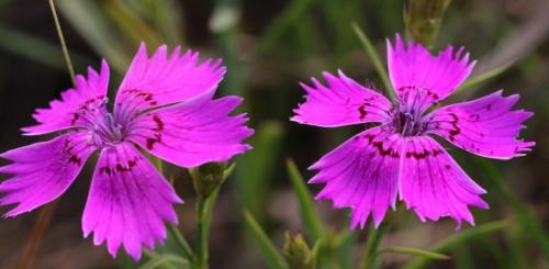 Подготовка к зиме гвоздики многолетней. Выращиваем гвоздики: посадка 06