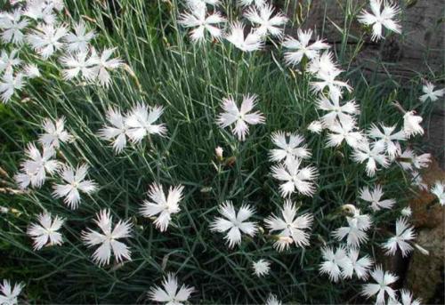 Подготовка к зиме гвоздики многолетней. Выращиваем гвоздики: посадка 05