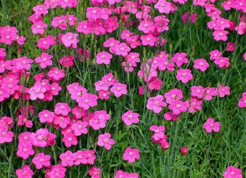 Подготовка к зиме гвоздики многолетней. Выращиваем гвоздики: посадка 04