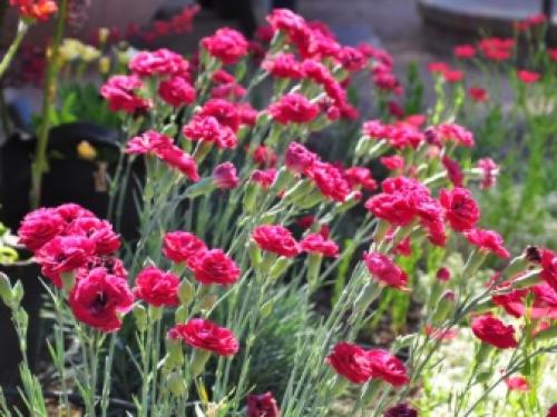 Подготовка к зиме гвоздики многолетней. Выращиваем гвоздики: посадка 17