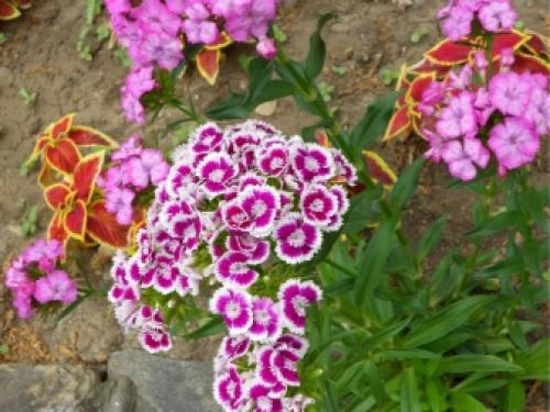 Подготовка к зиме гвоздики многолетней. Выращиваем гвоздики: посадка 01