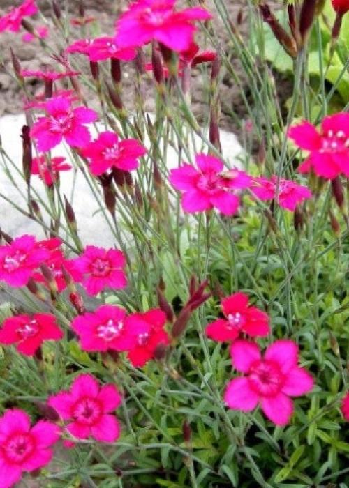 Подготовка к зиме гвоздики многолетней. Выращиваем гвоздики: посадка 08