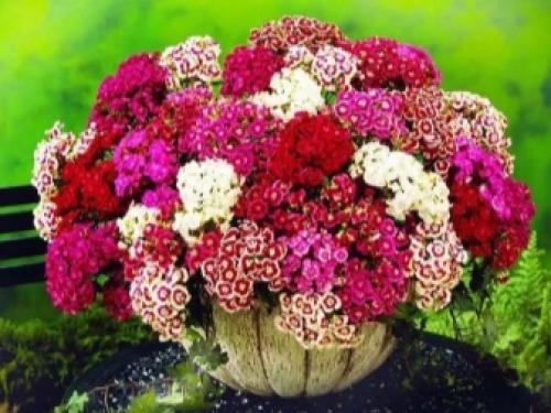 Подготовка к зиме гвоздики многолетней. Выращиваем гвоздики: посадка 02