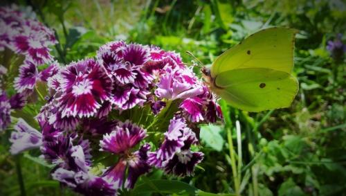 Подготовка к зиме гвоздики многолетней. Выращиваем гвоздики: посадка 03