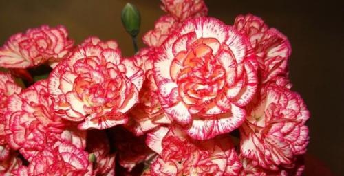 Подготовка к зиме гвоздики многолетней. Выращиваем гвоздики: посадка 16