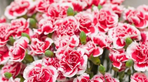 Гвоздика в горшке на улице. Гвоздика Шабо: особенности, виды, посадка и уход