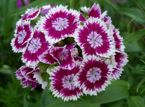 Подготовка к зиме гвоздики многолетней. Выращиваем гвоздики: посадка 12