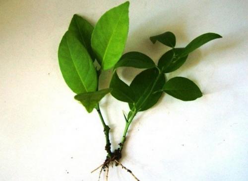 Посадка и уход за лимонником. Как посадить 01 Посадка и уход за лимонником. Как посадить 01