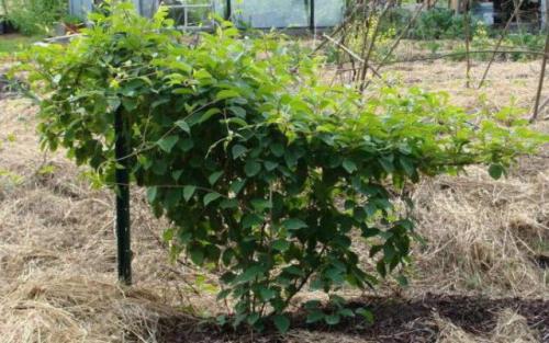 На какой год плодоносит лимонник. Процедура посадки и пересадки