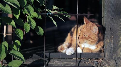 Посадка и уход за лимонником. Как посадить 09 Посадка и уход за лимонником. Как посадить 09