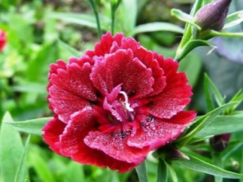 Подготовка к зиме гвоздики многолетней. Выращиваем гвоздики: посадка 18