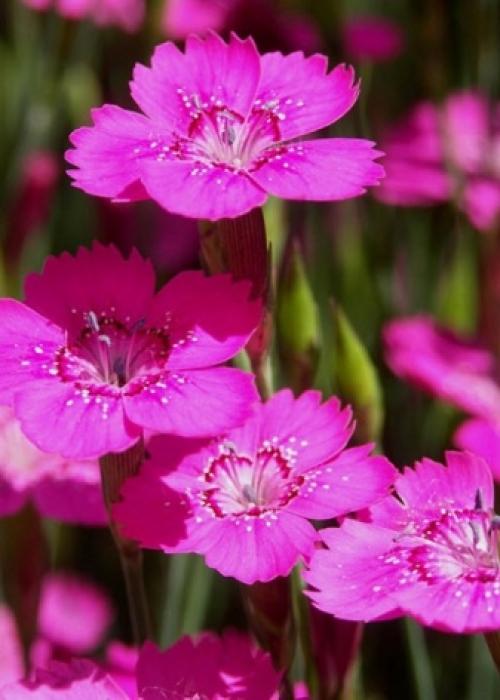 Подготовка к зиме гвоздики многолетней. Выращиваем гвоздики: посадка 07