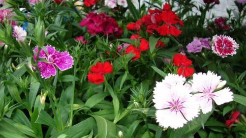 Подготовка к зиме гвоздики многолетней. Выращиваем гвоздики: посадка 13