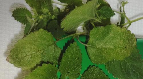 Огурцы с рябиной на зиму без уксуса. Маринованные огурцы с черноплодной рябиной и мелиссой 02