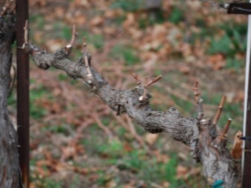 Работа на винограднике в октябре. Сезонные работы на винограднике в октябре 05