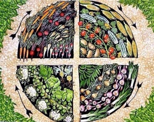 Совместимость растений в саду. Совместимость и несовместимость растений в саду (деревьев, кустарников, винограда, земляники, огородных культур) 04 Совместимость растений в саду. Совместимость и несовместимость растений в саду (деревьев, кустарников, винограда, земляники, огородных культур) 04