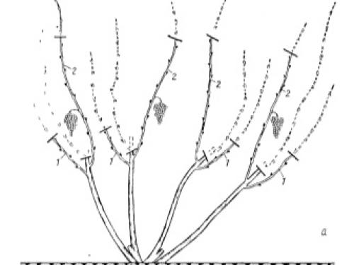 Работа на винограднике в октябре. Сезонные работы на винограднике в октябре 04