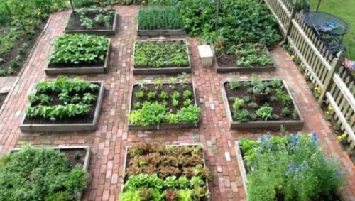 Совместимость растений в саду. Совместимость и несовместимость растений в саду (деревьев, кустарников, винограда, земляники, огородных культур) 07 Совместимость растений в саду. Совместимость и несовместимость растений в саду (деревьев, кустарников, винограда, земляники, огородных культур) 07