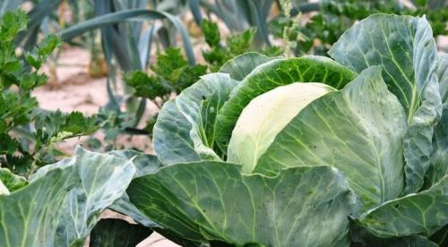 Совместимость растений в саду. Совместимость и несовместимость растений в саду (деревьев, кустарников, винограда, земляники, огородных культур) 05 Совместимость растений в саду. Совместимость и несовместимость растений в саду (деревьев, кустарников, винограда, земляники, огородных культур) 05