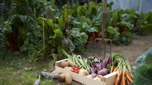 Совместимость растений на грядке. Соседство овощей на грядках