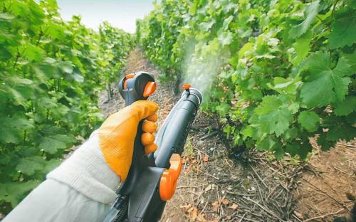 Осенние работы на винограднике. Чем опрыскать виноград