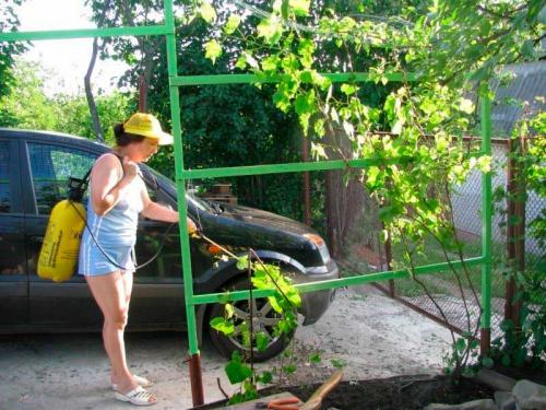 Осенние работы на винограднике. Чем опрыскать виноград