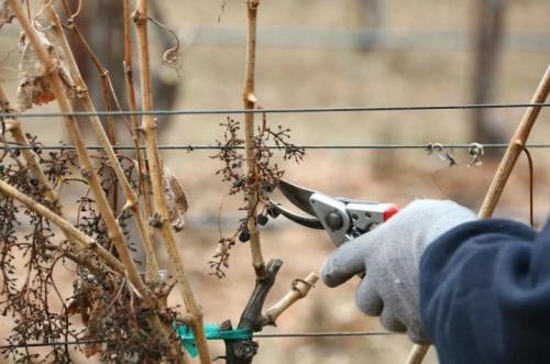 Работа на винограднике в октябре. Сезонные работы на винограднике в октябре 03