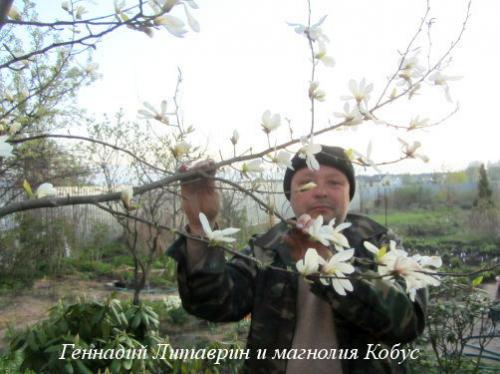 Как правильно посадить магнолию в Подмосковье