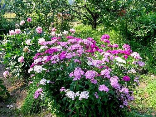 Гвоздика однолетняя или многолетняя. Морфология и биология