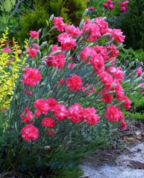 Как ухаживать за гвоздикой многолетней. Описание растения: сорта и разновидности 02 Как ухаживать за гвоздикой многолетней. Описание растения: сорта и разновидности 02