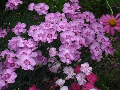 Гвоздика однолетняя или многолетняя. Морфология и биология