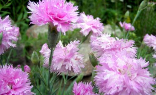 Как ухаживать за гвоздикой многолетней. Описание растения: сорта и разновидности 01 Как ухаживать за гвоздикой многолетней. Описание растения: сорта и разновидности 01