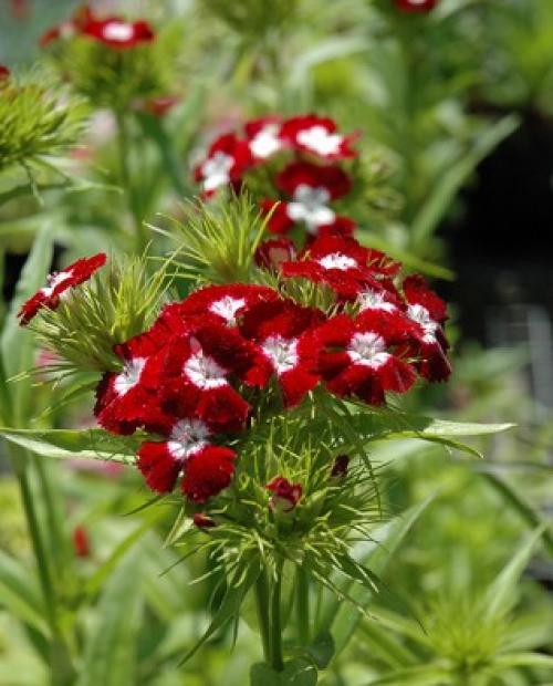 Как ухаживать за гвоздикой многолетней. Описание растения: сорта и разновидности 04 Как ухаживать за гвоздикой многолетней. Описание растения: сорта и разновидности 04