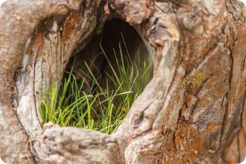 Как заделать дупло в орехе. Чем можно замазать? 10 Как заделать дупло в орехе. Чем можно замазать? 10